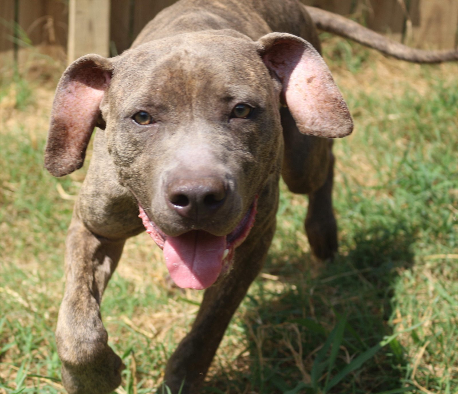 Slim, an adoptable Mastiff in Jackson, MS, 39213 | Photo Image 3