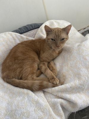 Penny 2, Senior Female unknown