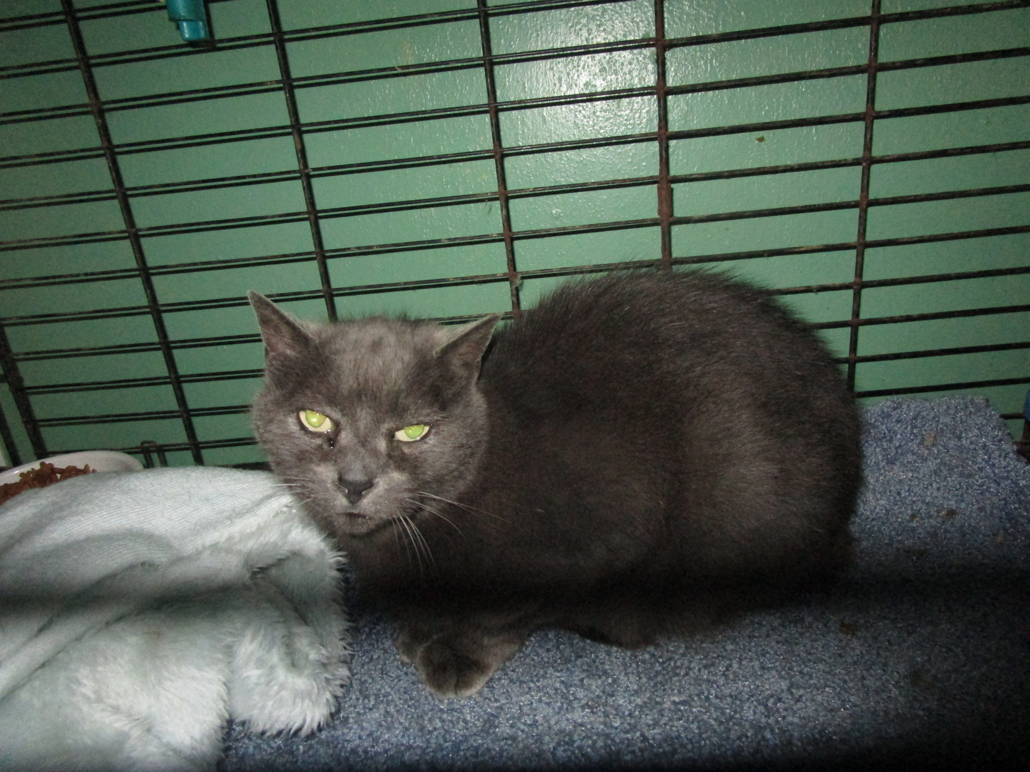 Shadow, an adoptable Domestic Short Hair in Coos Bay, OR, 97420 | Photo Image 1