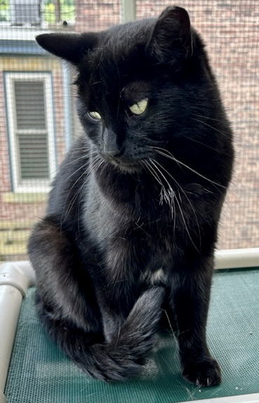 Layla, an adoptable Domestic Short Hair in Pittsburgh, PA, 15220 | Photo Image 3