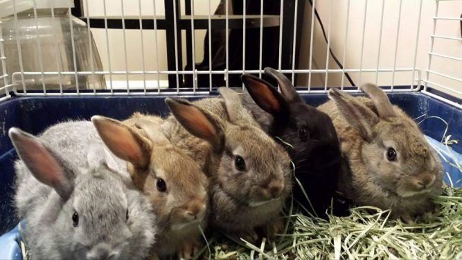 We Have All Types of Adoptable Bunnies