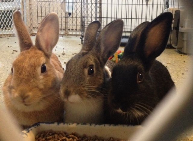 We Have All Types of Adoptable Bunnies, an adoptable Dwarf & Lop Eared Mix in Philadelphia, PA_image-3