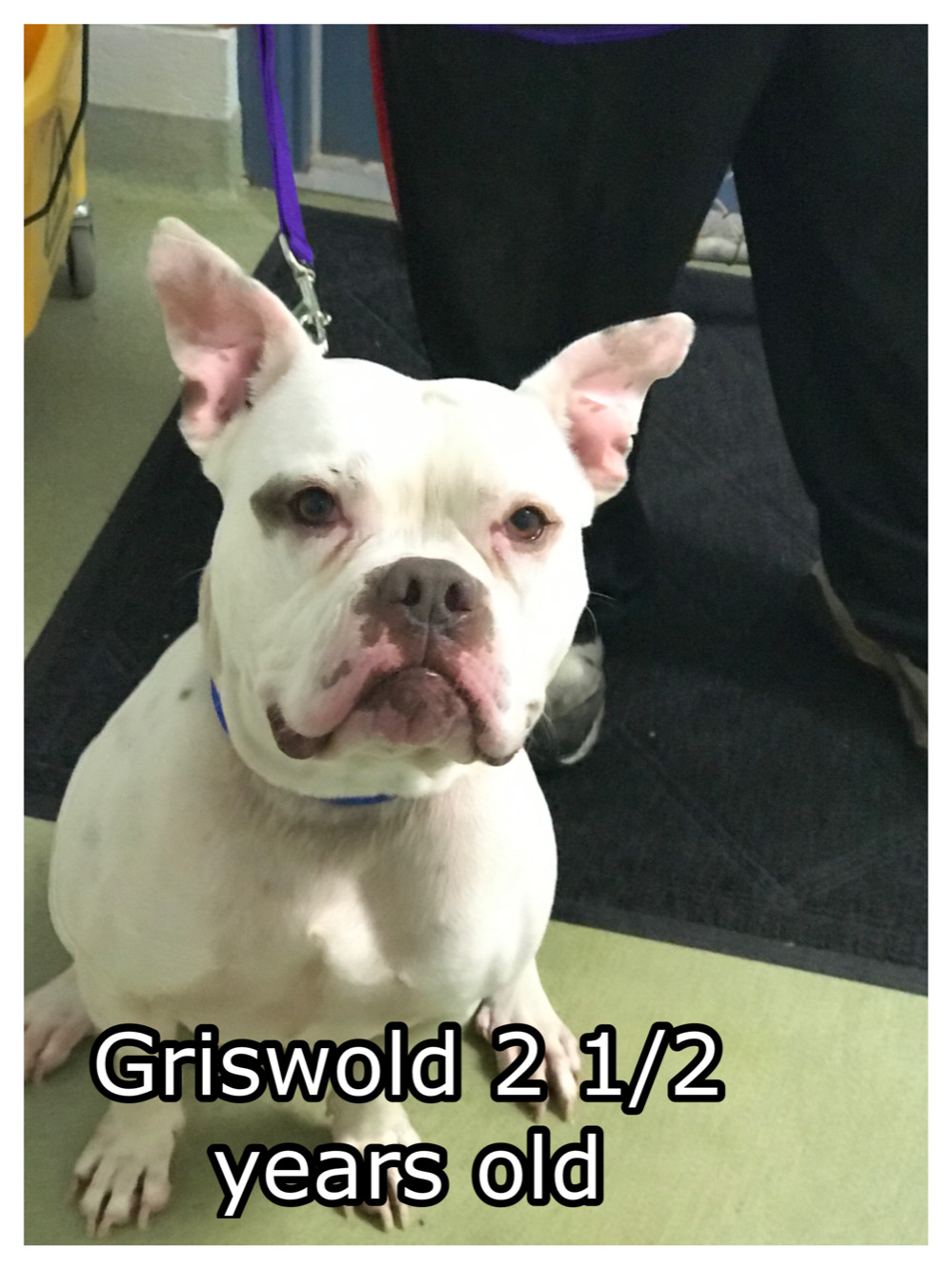 Griswald, an adoptable Mixed Breed in Ravenna, OH, 44266 | Photo Image 2
