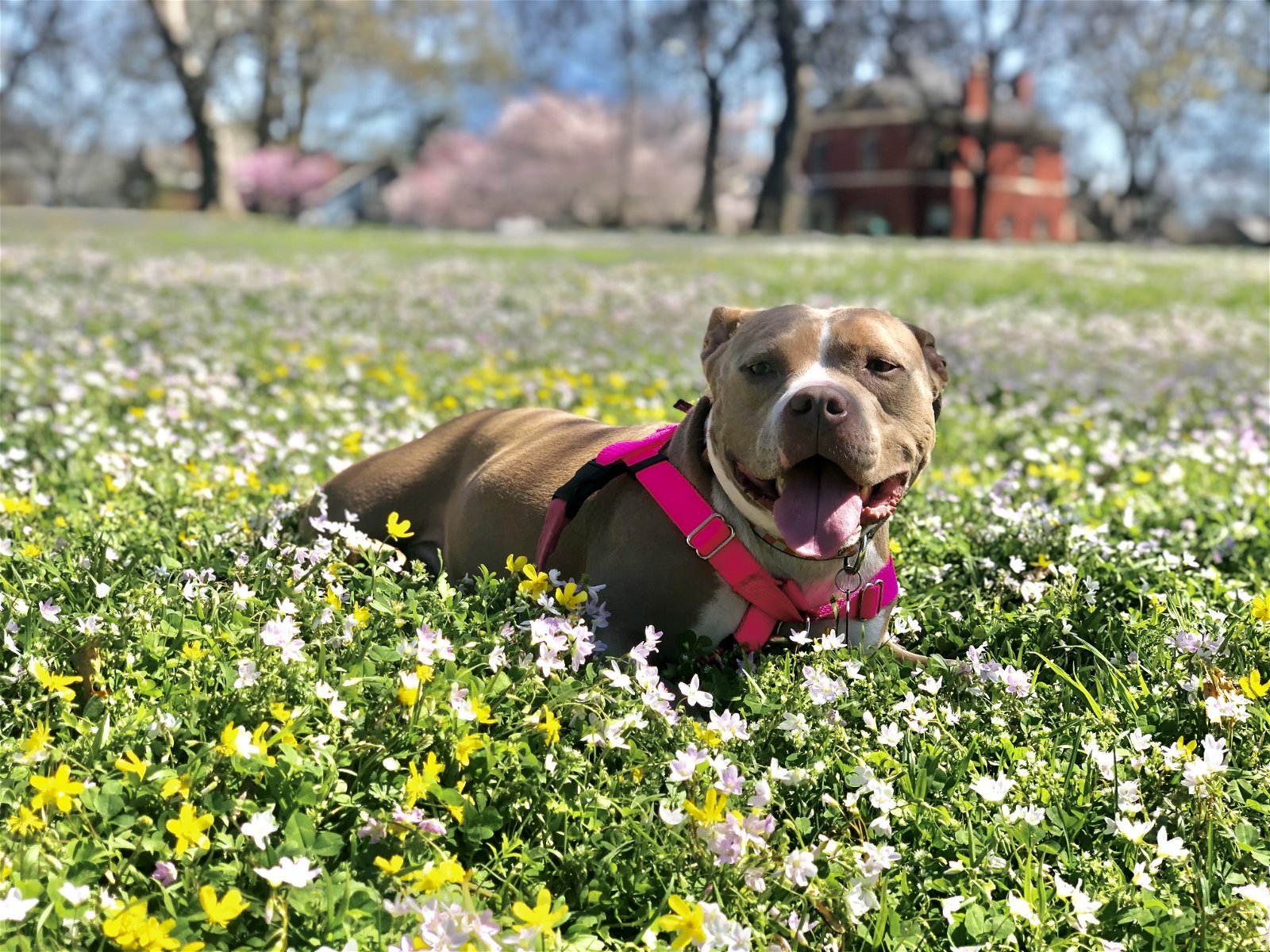 Portland (medical hold), an adoptable Pit Bull Terrier in Antioch, TN, 37013 | Photo Image 1