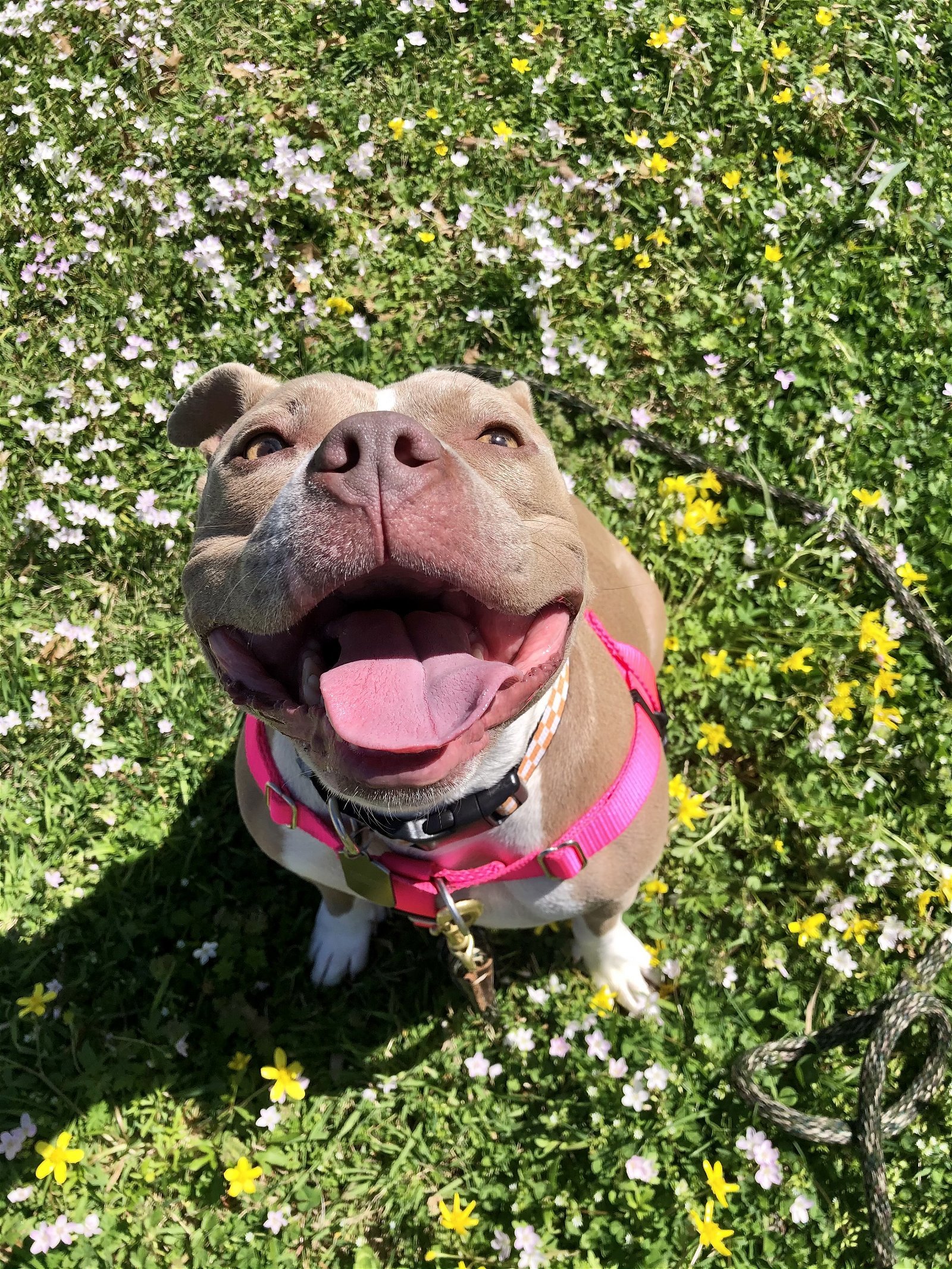 Portland (medical hold), an adoptable Pit Bull Terrier in Antioch, TN, 37013 | Photo Image 2