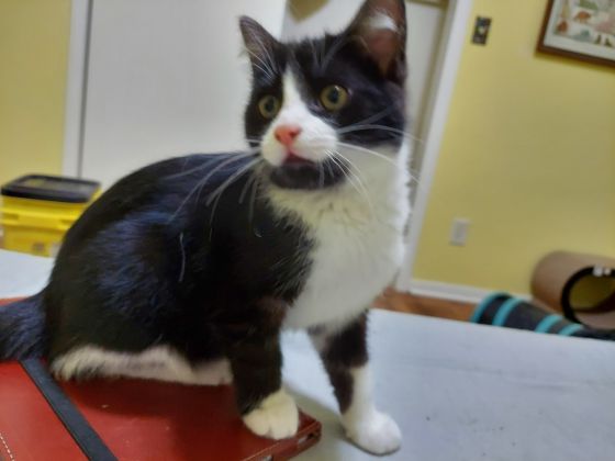 Adoptable Kitties | Almost Home Kitty Rescue