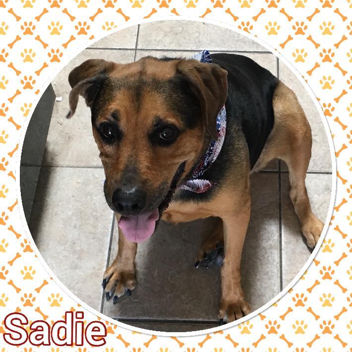 Sadie A2P, an adoptable Shepherd in Tucson, AZ, 85741 | Photo Image 1