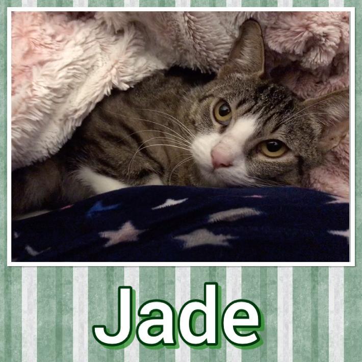 Jade, an adoptable Domestic Short Hair in Tucson, AZ, 85741 | Photo Image 1