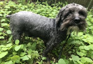 Dog for adoption - Wink, a Cockapoo Mix in Oak Ridge, NJ ...