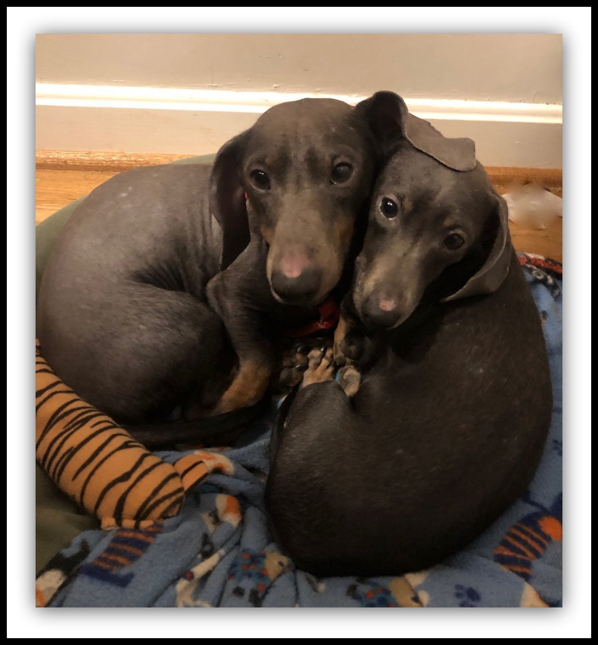 Loretta and Hank, an adoptable Dachshund in Louisville, KY, 40224 | Photo Image 1