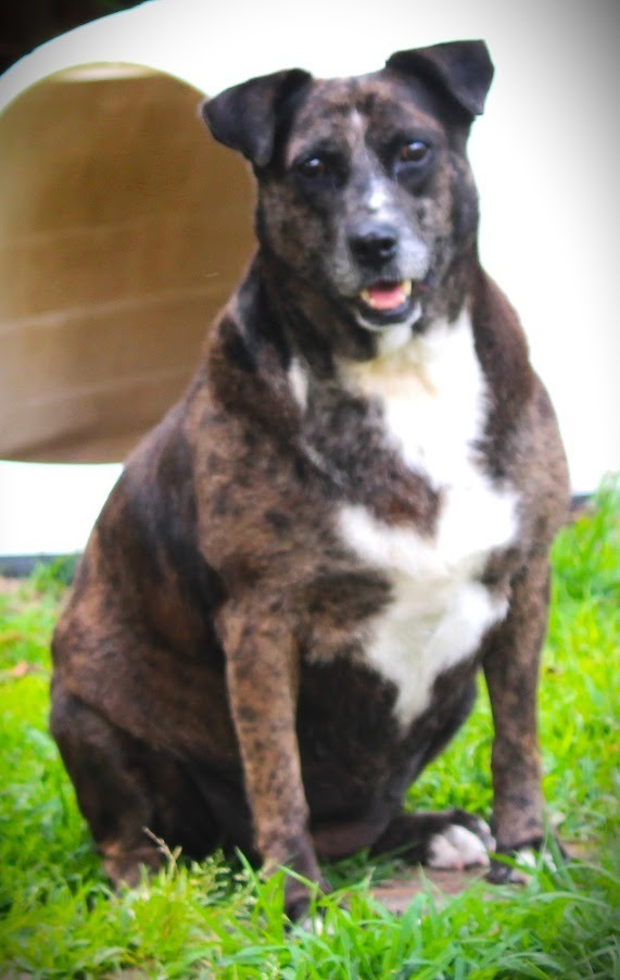 Overweight store blue heeler