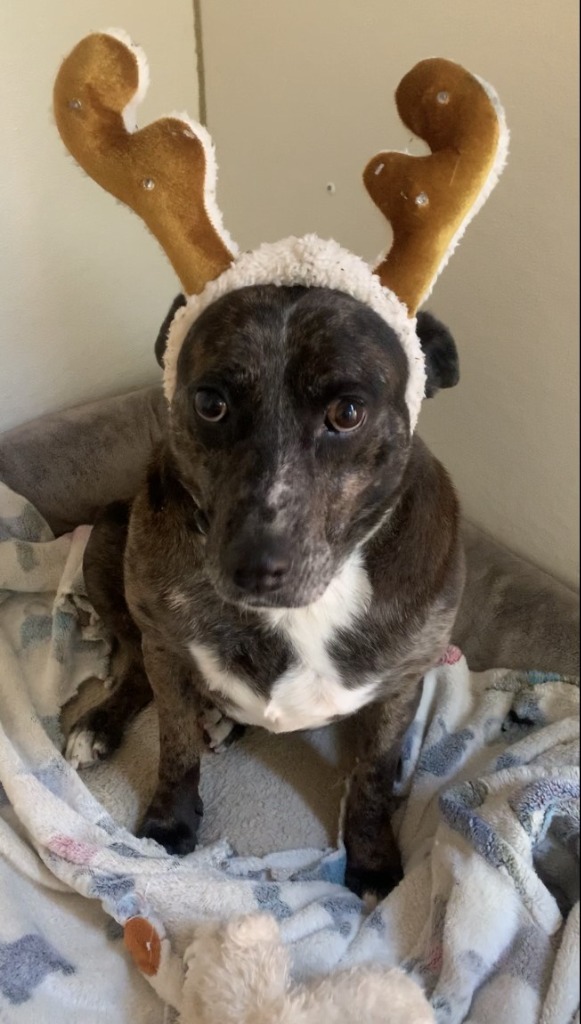 Fat Mama, an adoptable Catahoula Leopard Dog, Australian Cattle Dog / Blue Heeler in Smithfield, NC, 27577 | Photo Image 2