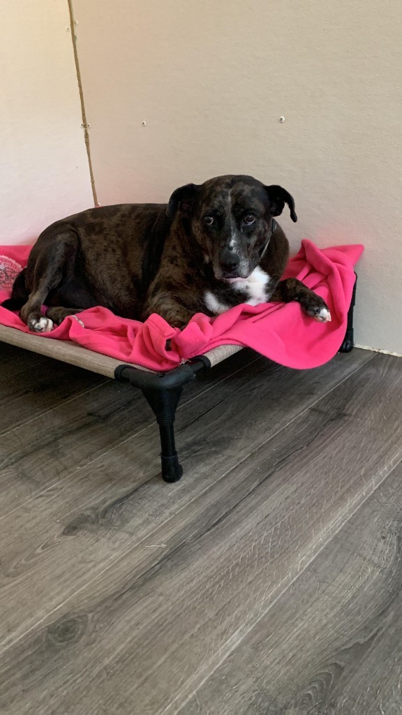 Fat Mama, an adoptable Catahoula Leopard Dog, Australian Cattle Dog / Blue Heeler in Smithfield, NC, 27577 | Photo Image 3