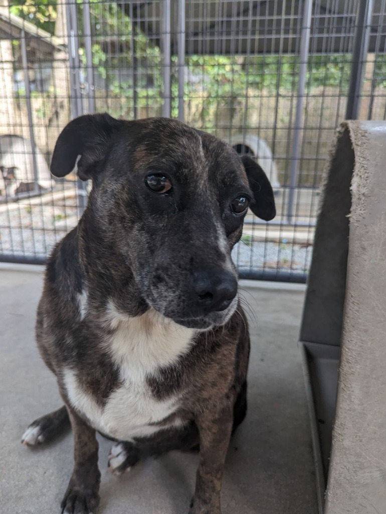 Fat Mama, an adoptable Catahoula Leopard Dog, Australian Cattle Dog / Blue Heeler in Smithfield, NC, 27577 | Photo Image 4