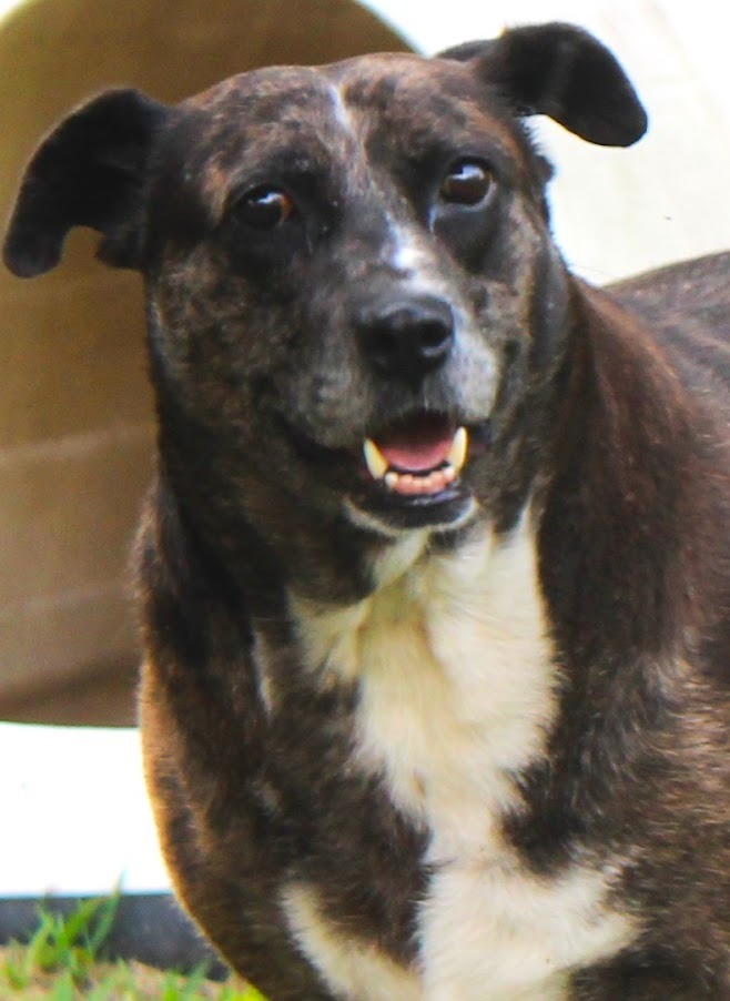 Fat Mama, an adoptable Catahoula Leopard Dog, Australian Cattle Dog / Blue Heeler in Smithfield, NC, 27577 | Photo Image 5