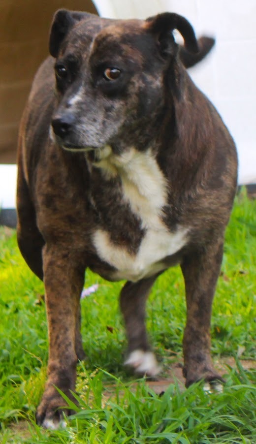 Overweight cattle hot sale dog