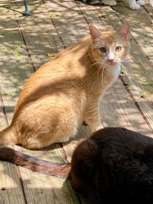 Frank 2/aka Fred, Senior Male unknown