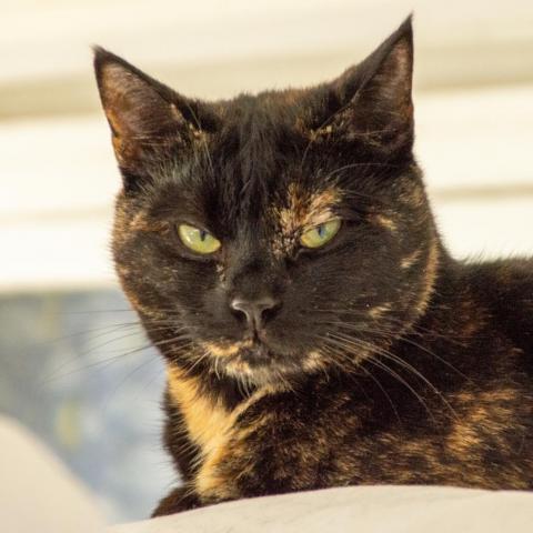 Autumn, an adoptable Domestic Short Hair in Middletown, NY, 10940 | Photo Image 1