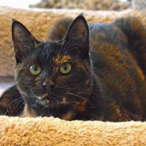 Autumn, an adoptable Domestic Short Hair in Middletown, NY, 10940 | Photo Image 2