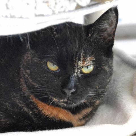 Autumn, an adoptable Domestic Short Hair in Middletown, NY, 10940 | Photo Image 3