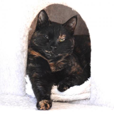 Autumn, an adoptable Domestic Short Hair in Middletown, NY_image-5
