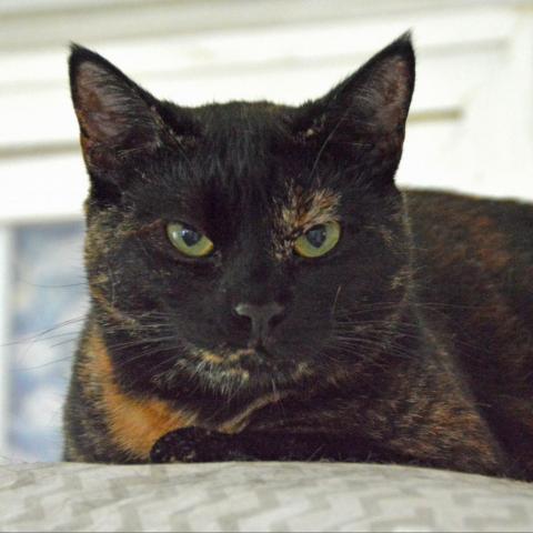 Autumn, an adoptable Domestic Short Hair in Middletown, NY, 10940 | Photo Image 6