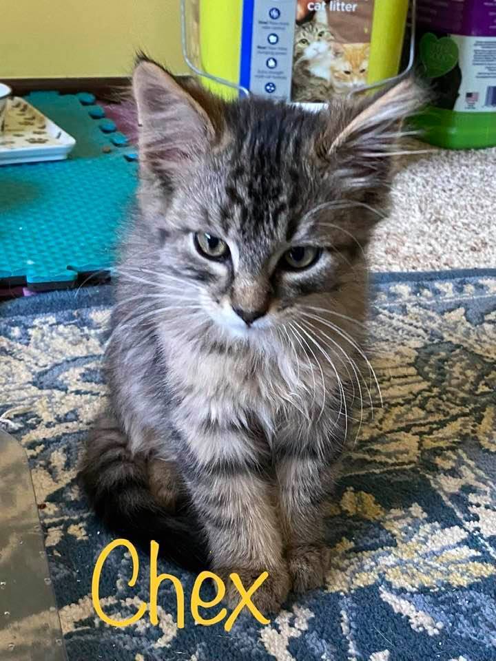 CHEX, an adoptable Domestic Medium Hair in Grand Forks, ND, 58203 | Photo Image 4