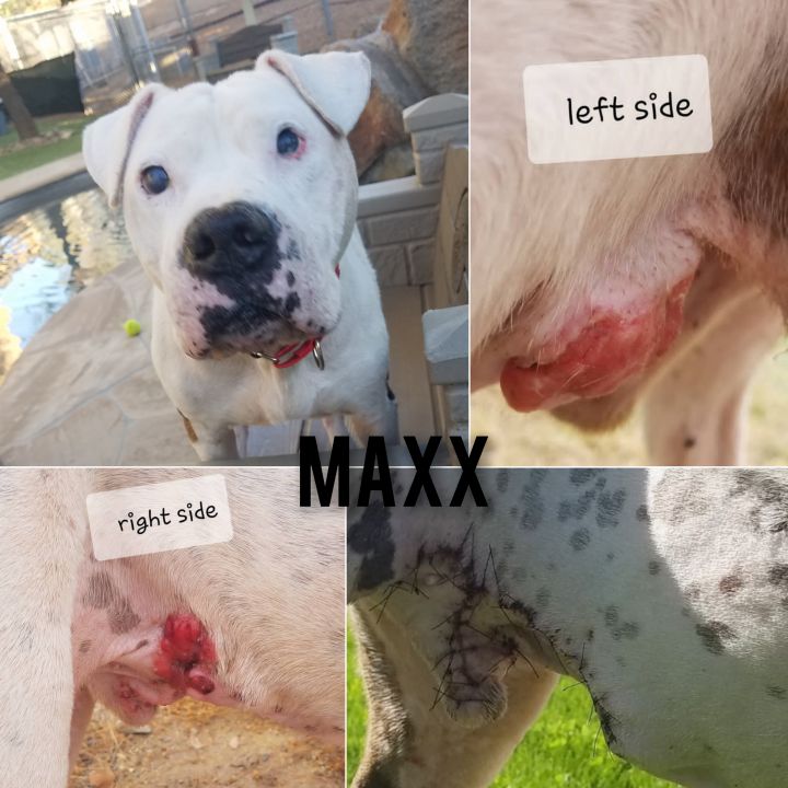 Maxx 3