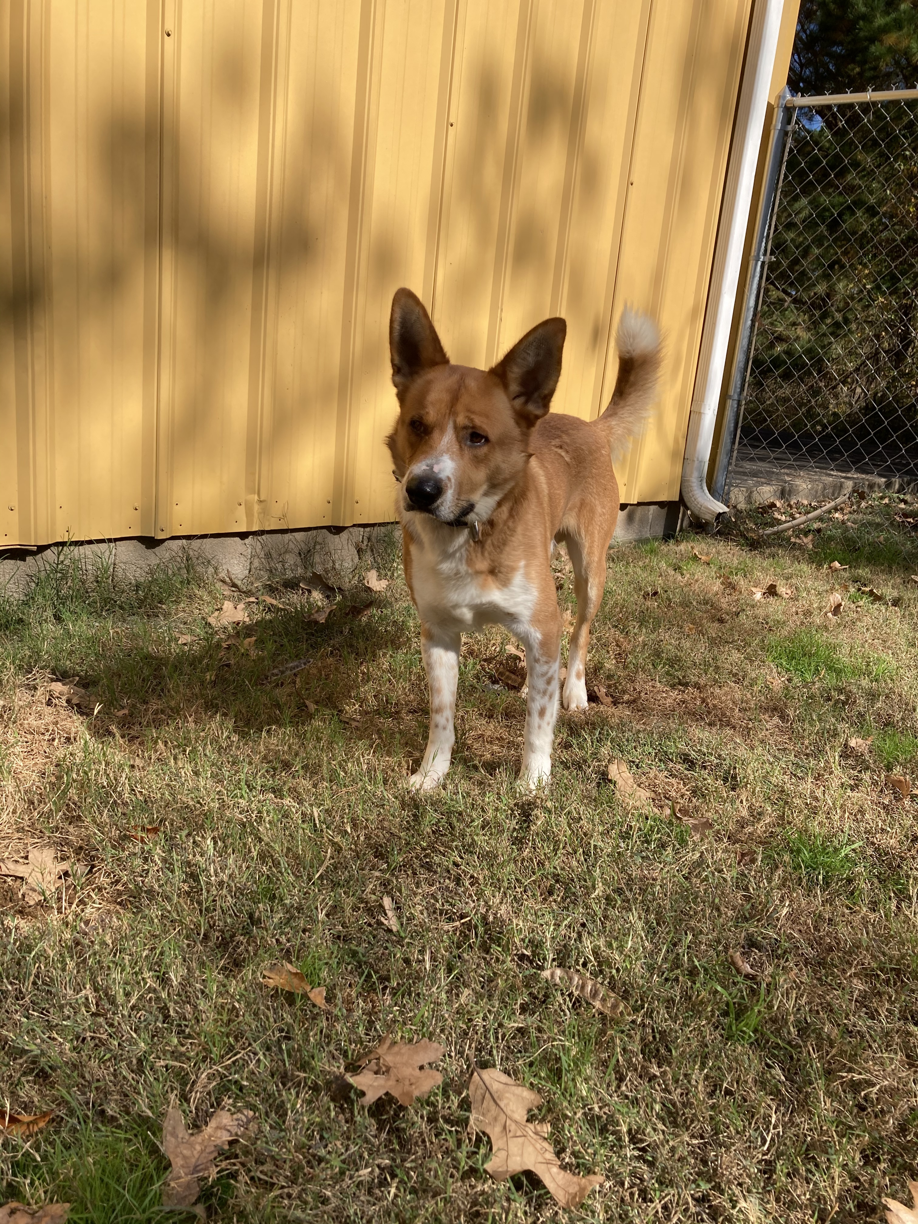 Digby, an adoptable German Shepherd Dog in Hot Springs, AR, 71901 | Photo Image 2