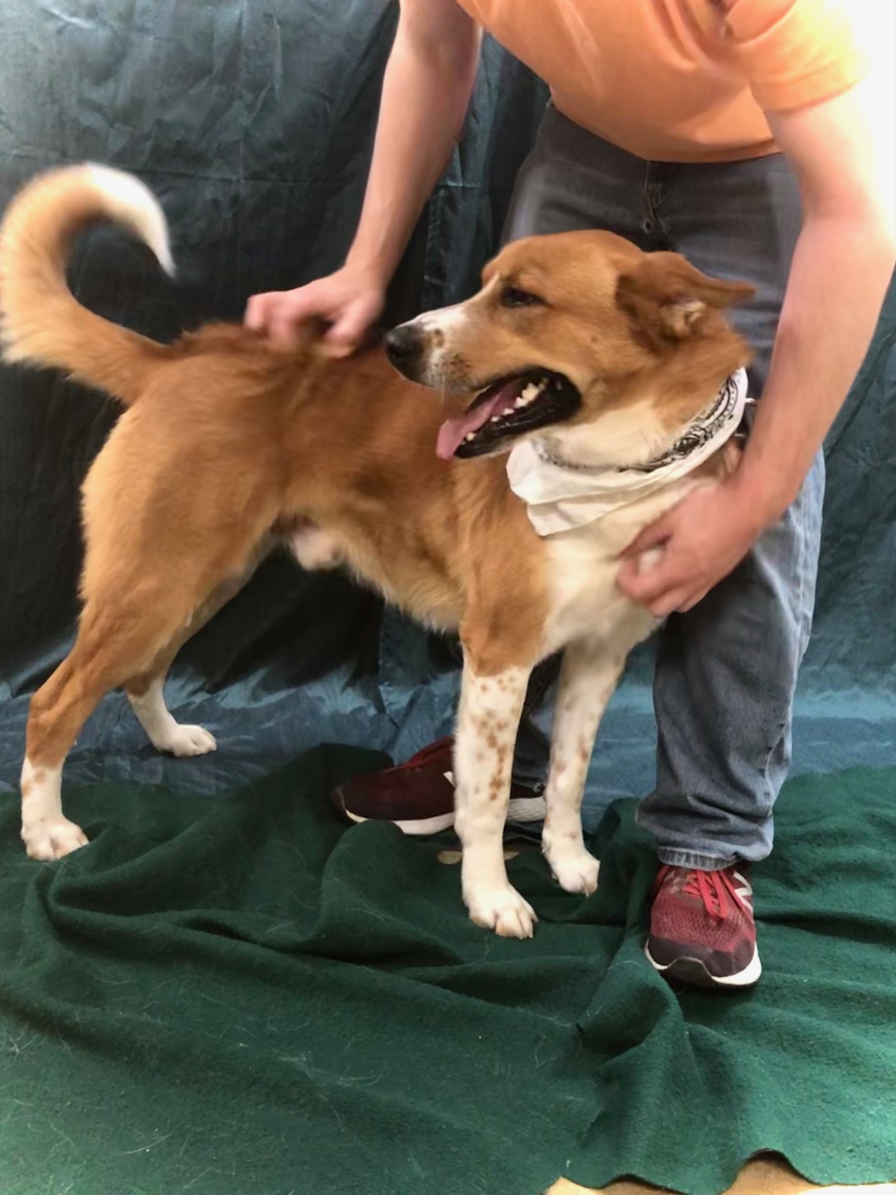 Digby, an adoptable German Shepherd Dog in Hot Springs, AR, 71901 | Photo Image 3