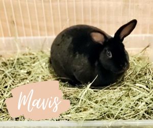 Gilly & Mavis, Adult Male unknown