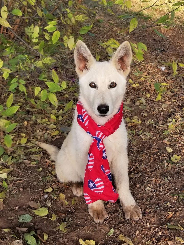 Dog For Adoption Dallas A German Shepherd Dog Husky Mix In Vernon Tx Petfinder