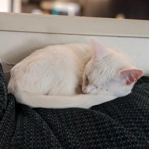 Justice, an adoptable Domestic Short Hair in Camarillo, CA, 93010 | Photo Image 1