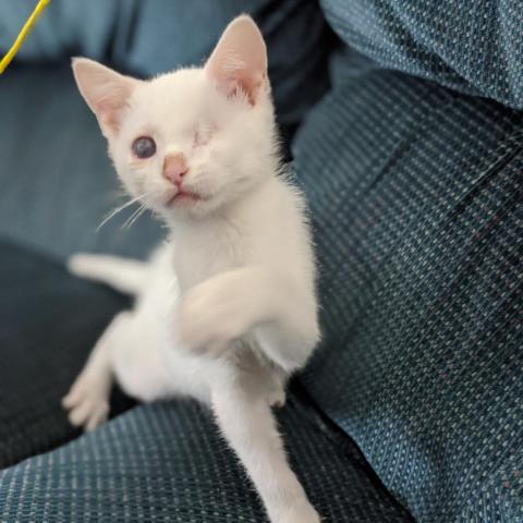 Justice, an adoptable Domestic Short Hair in Camarillo, CA, 93010 | Photo Image 3