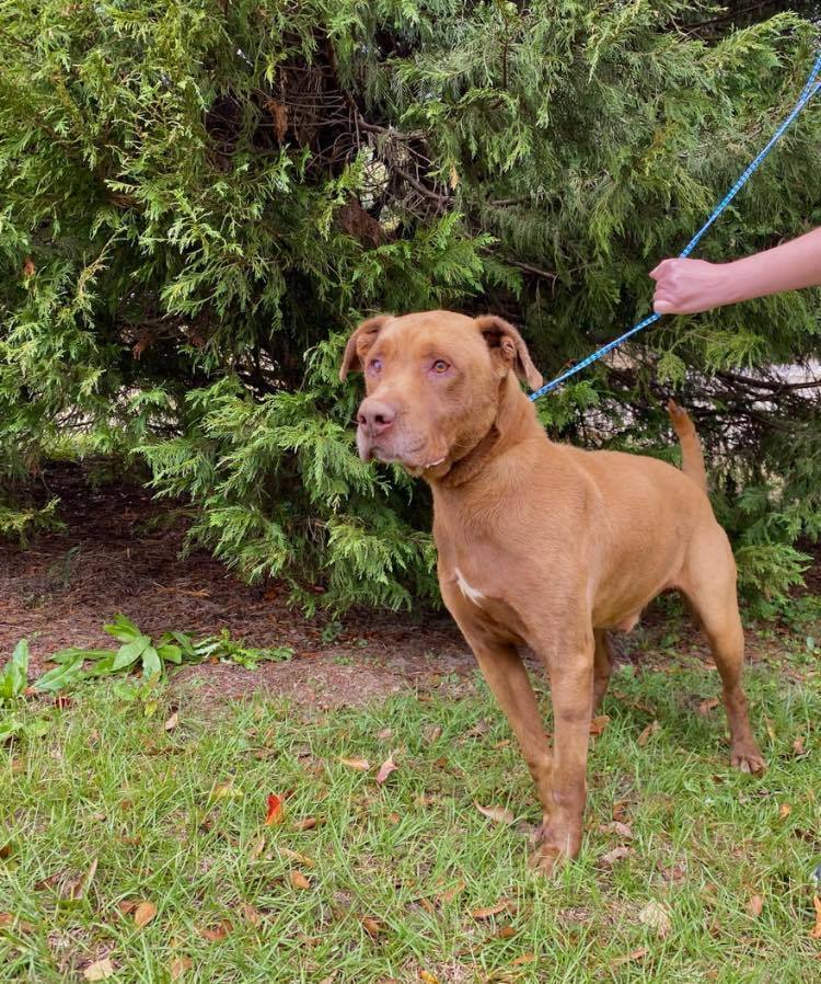 Happy, an adoptable Labrador Retriever in Troy, AL, 36081 | Photo Image 1