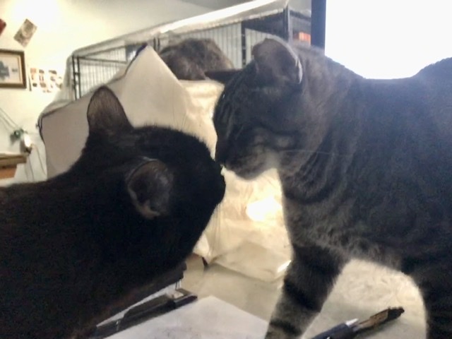 Cat For Adoption Mr Stewart A Tabby Domestic Short Hair Mix In Mission Viejo Ca Petfinder