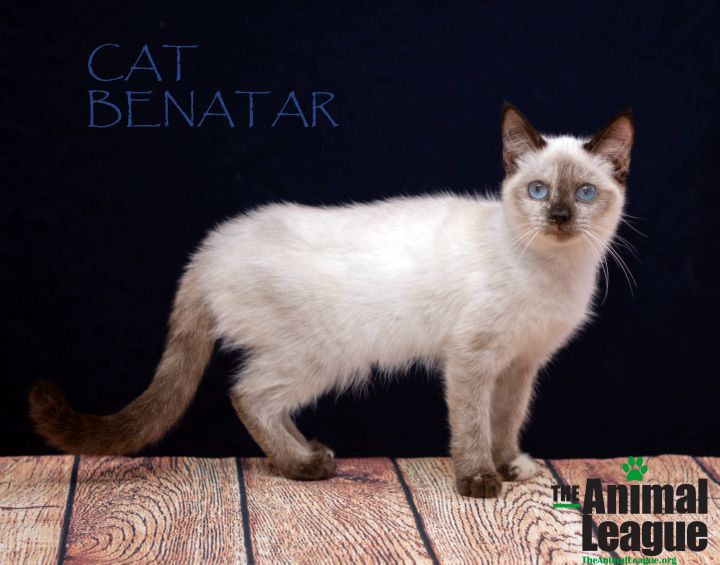 Cat Benatar 1