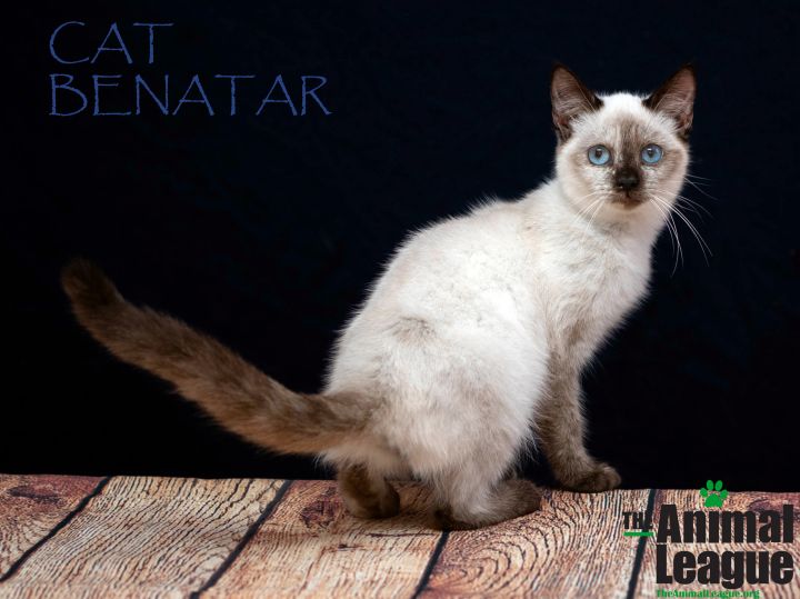 Cat Benatar 2