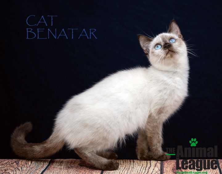 Cat Benatar 3