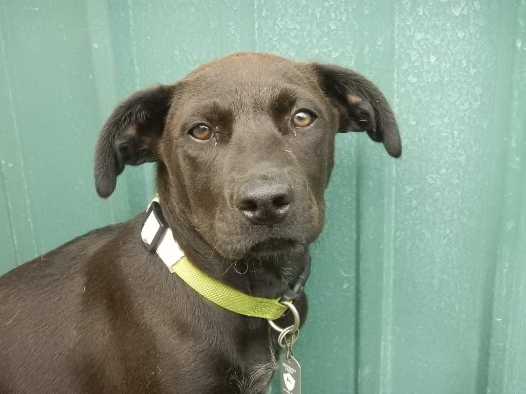 Pulaski, an adoptable Labrador Retriever in Pacific, MO, 63069 | Photo Image 2