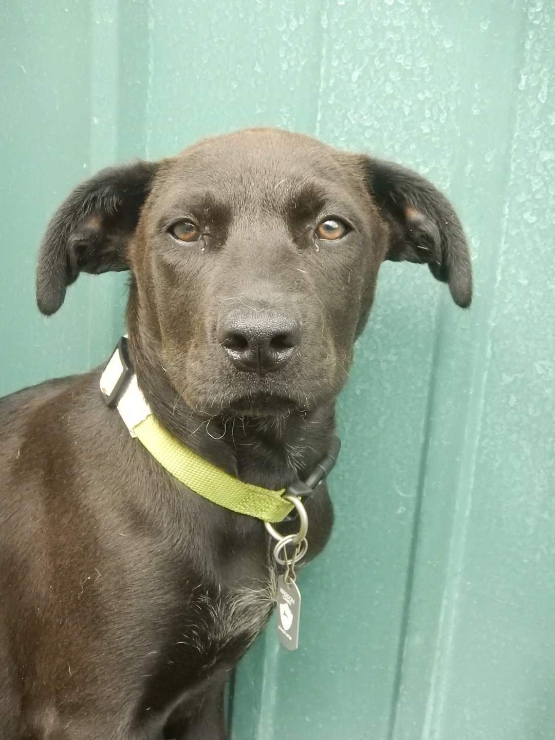 Pulaski, an adoptable Labrador Retriever in Pacific, MO, 63069 | Photo Image 3