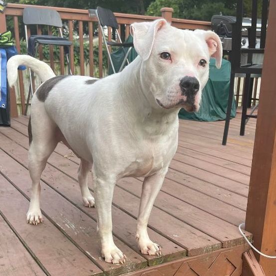 Dog For Adoption Chip An American Staffordshire Terrier Pit Bull Terrier Mix In Monroe Ct Petfinder