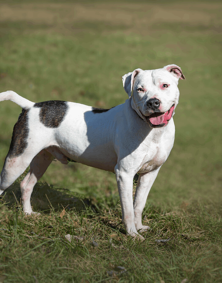 Chip, an adoptable American Staffordshire Terrier, Pit Bull Terrier in Milford, CT, 06460 | Photo Image 1
