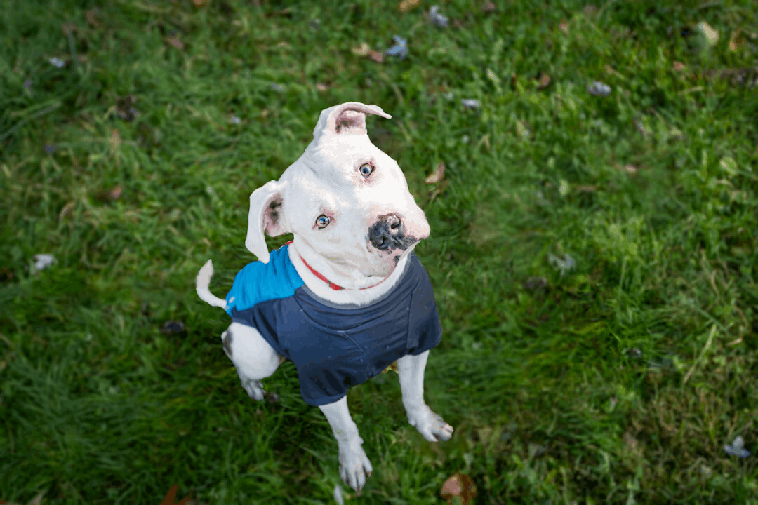 Chip, an adoptable American Staffordshire Terrier, Pit Bull Terrier in Milford, CT, 06460 | Photo Image 4