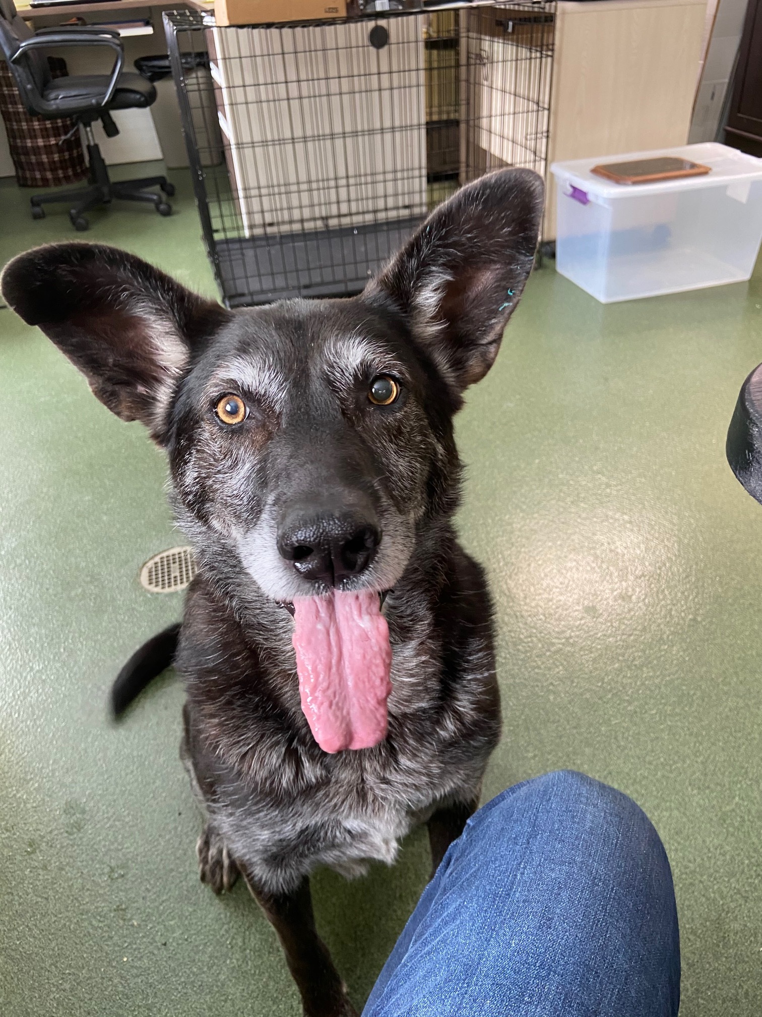 Bella, an adoptable Shepherd in Seneca, PA, 16346 | Photo Image 1