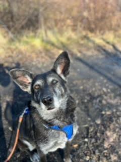 Bella, an adoptable Shepherd in Seneca, PA, 16346 | Photo Image 2