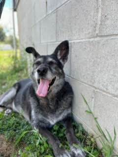 Bella, an adoptable Shepherd in Seneca, PA, 16346 | Photo Image 3