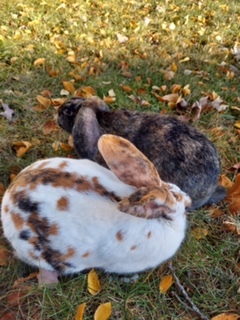 Marshmallow and Hershey