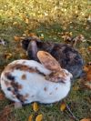 Marshmallow and Hershey photo 1
