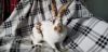 Marshmallow and Hershey photo 4